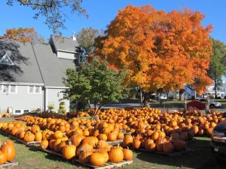 Walpole Pumpkin Patch 1