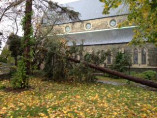 Taunton tree felled by Sandy