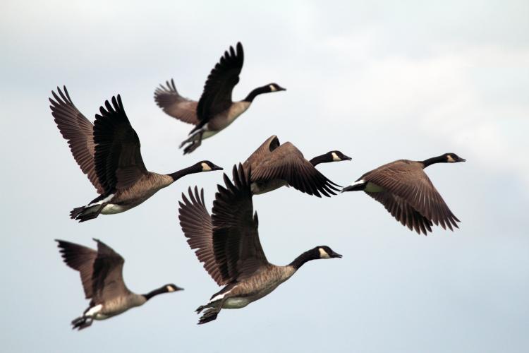 Geese in flight