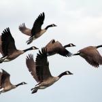 Geese in flight