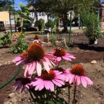 Christ Church, Waltham students promote biodiversity 